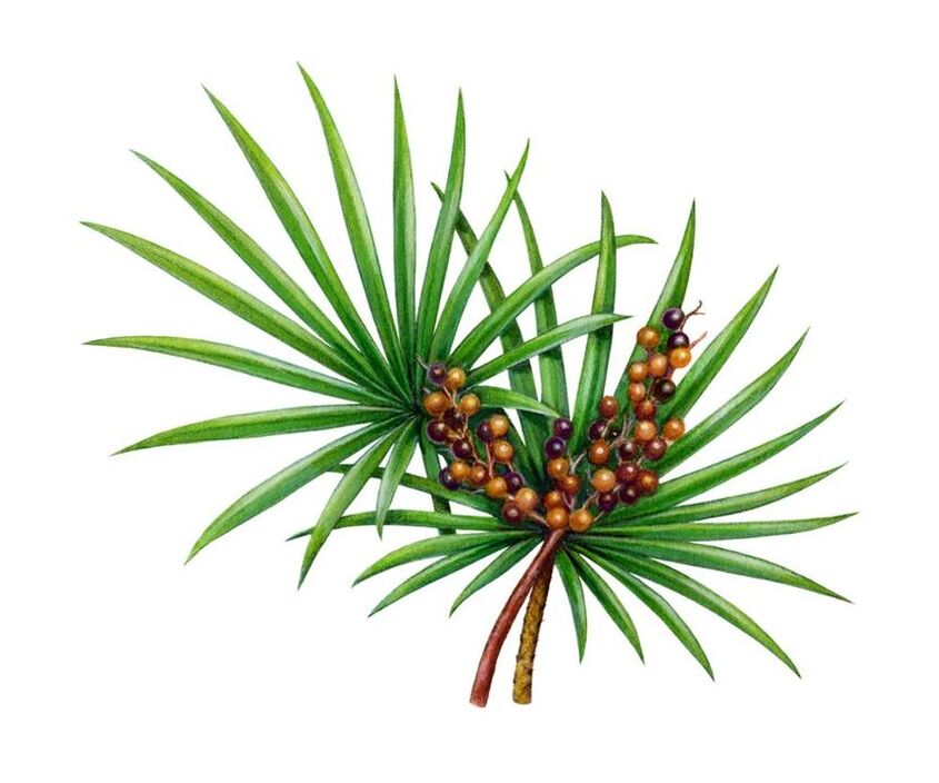 Saw palmetto fruit extract at Prostamin Forte